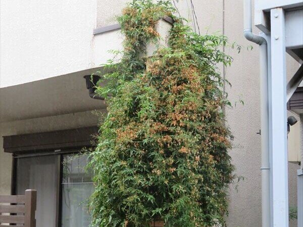 外壁に絡まるツルのある植物は、外壁から離さないと塗装ができません。